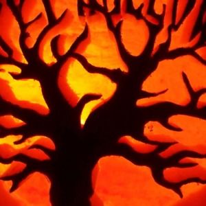 Meet your Posher, Carole dawn